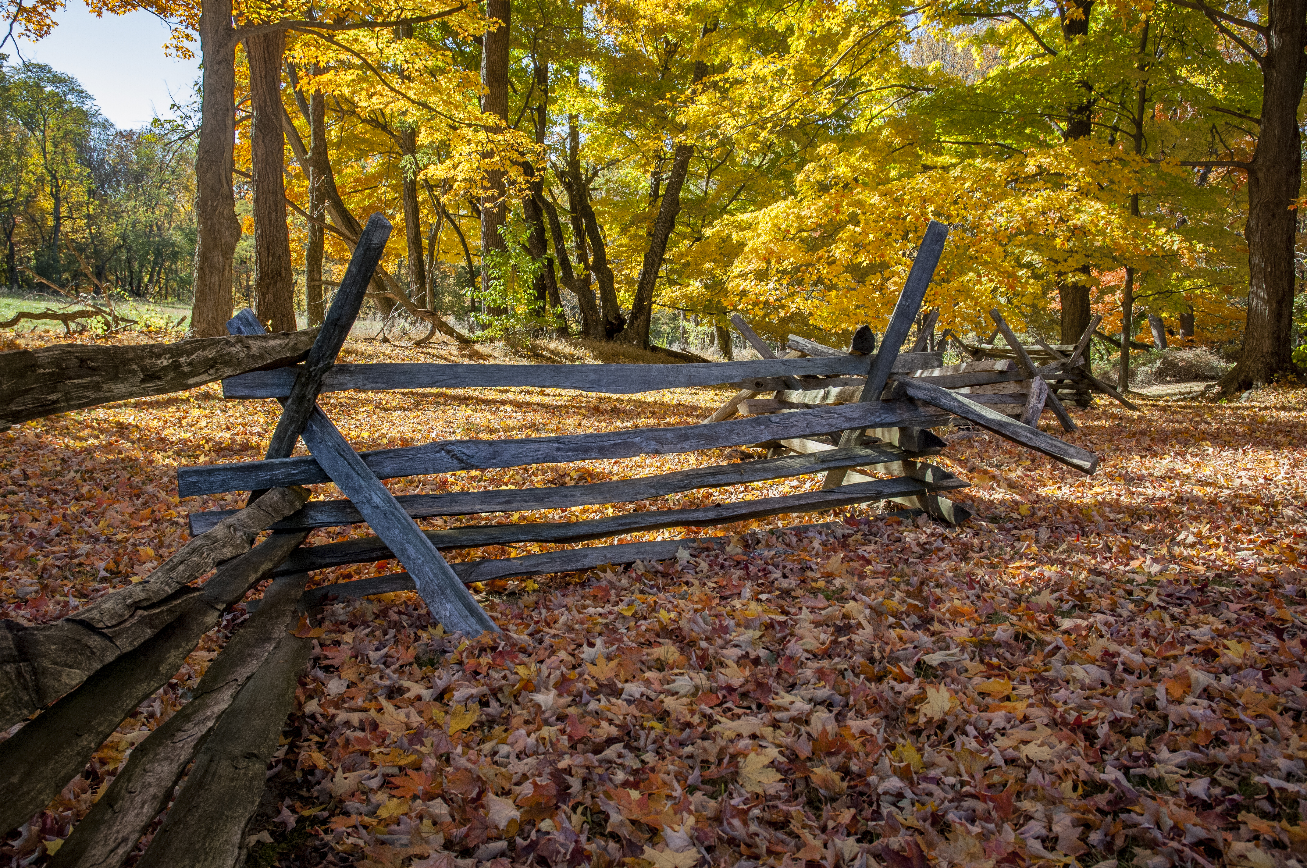 Autumn in Jockey Hollow State Park, NJ