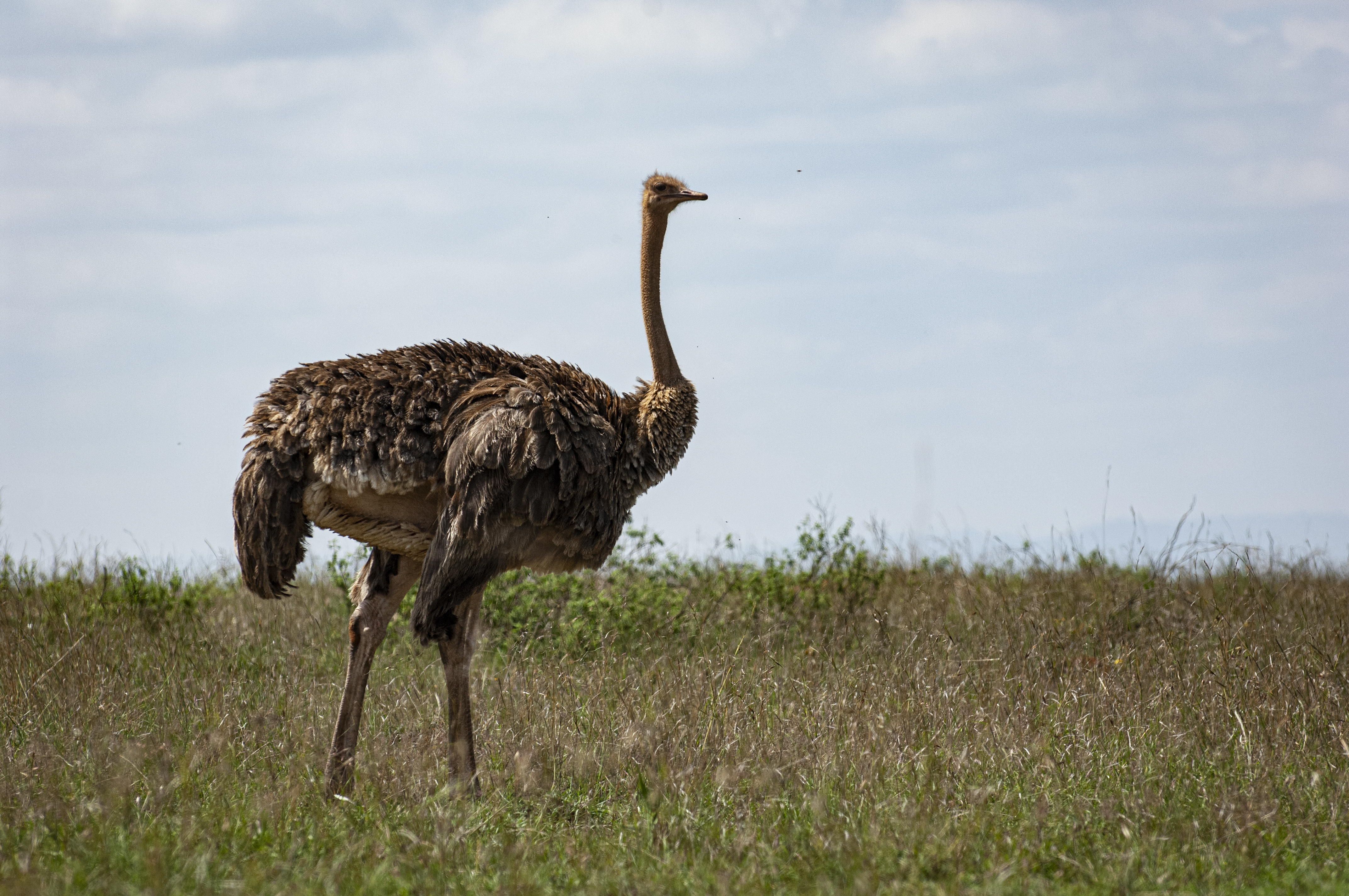 Nairobi National Park