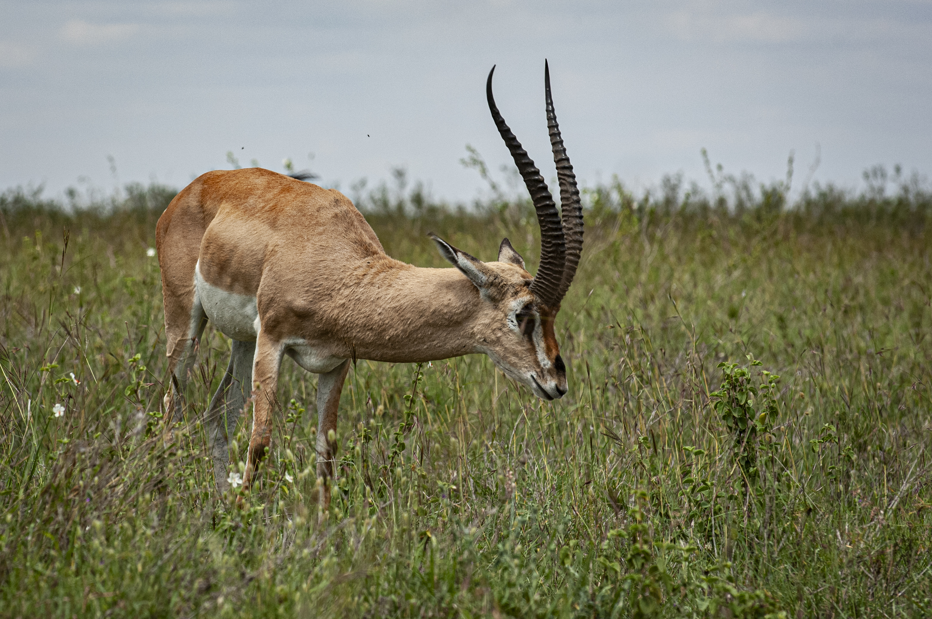 Nairobi National Park