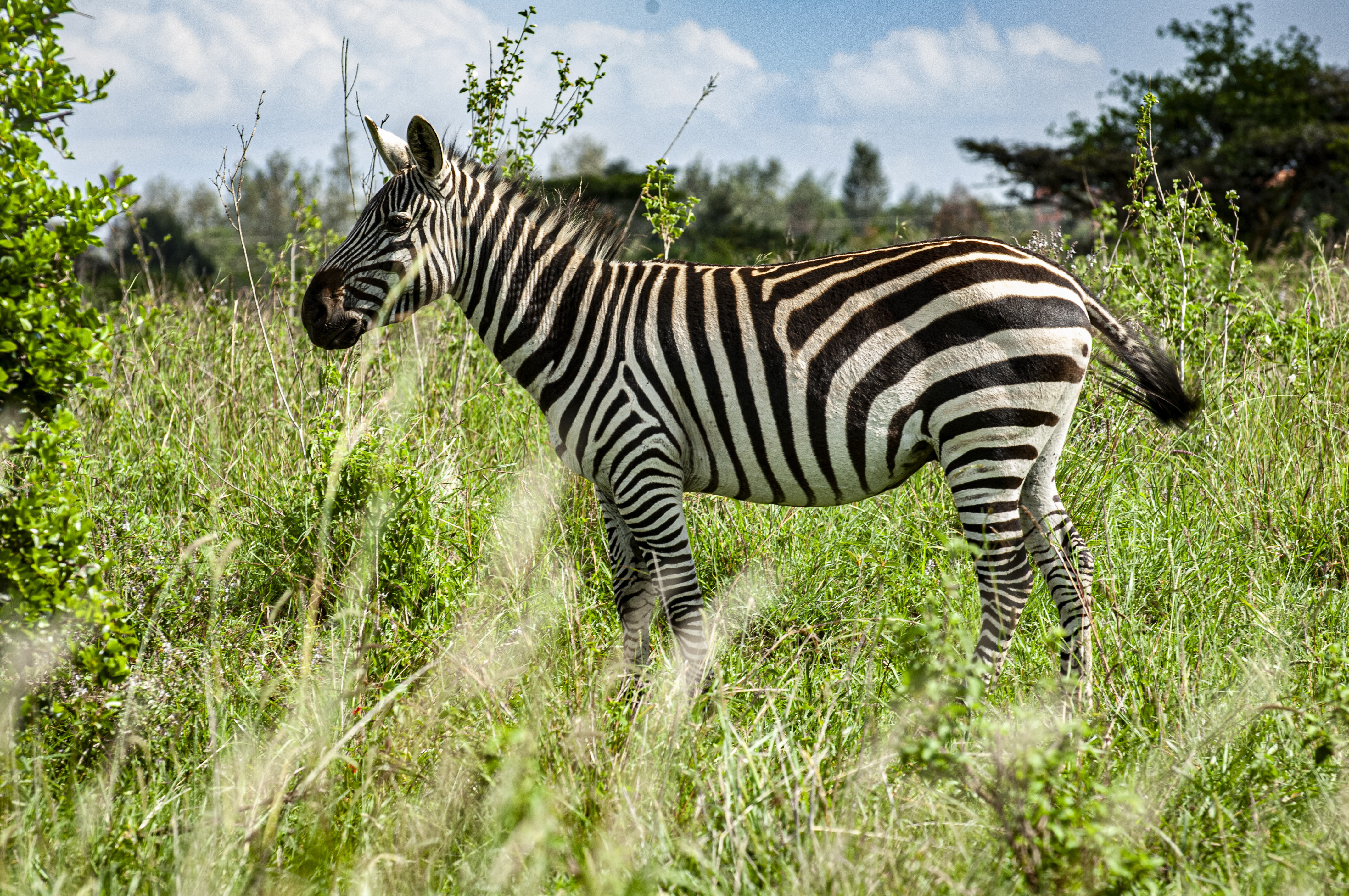 Nairobi National Park