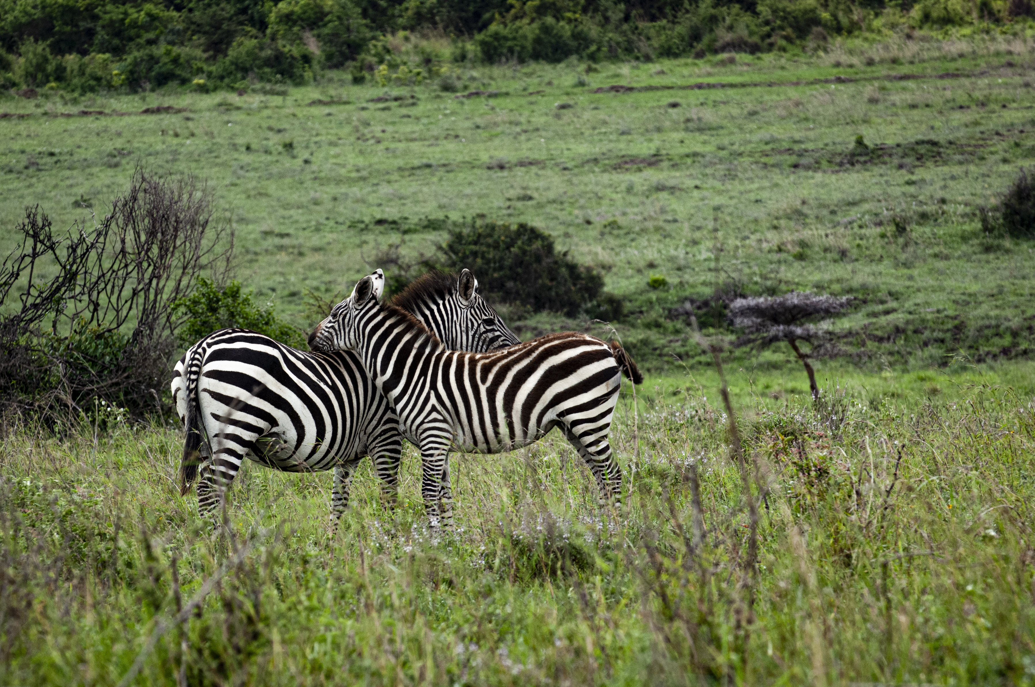 Nairobi National Park