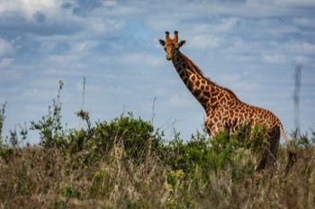 Nairobi National Park