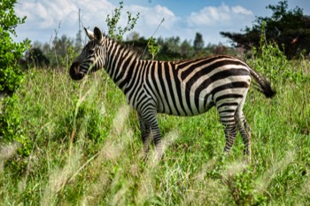 Nairobi National Park