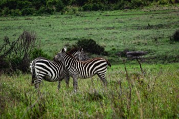 Nairobi National Park