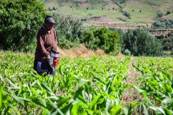 Growing Nations conservation agriculture demonstration field